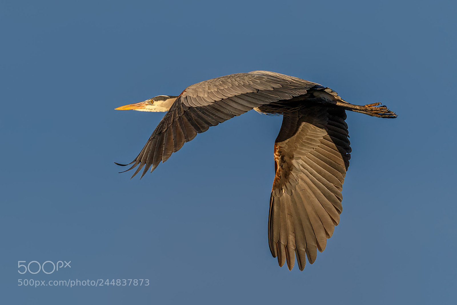Canon EOS 7D Mark II sample photo. Gbh flyby photography