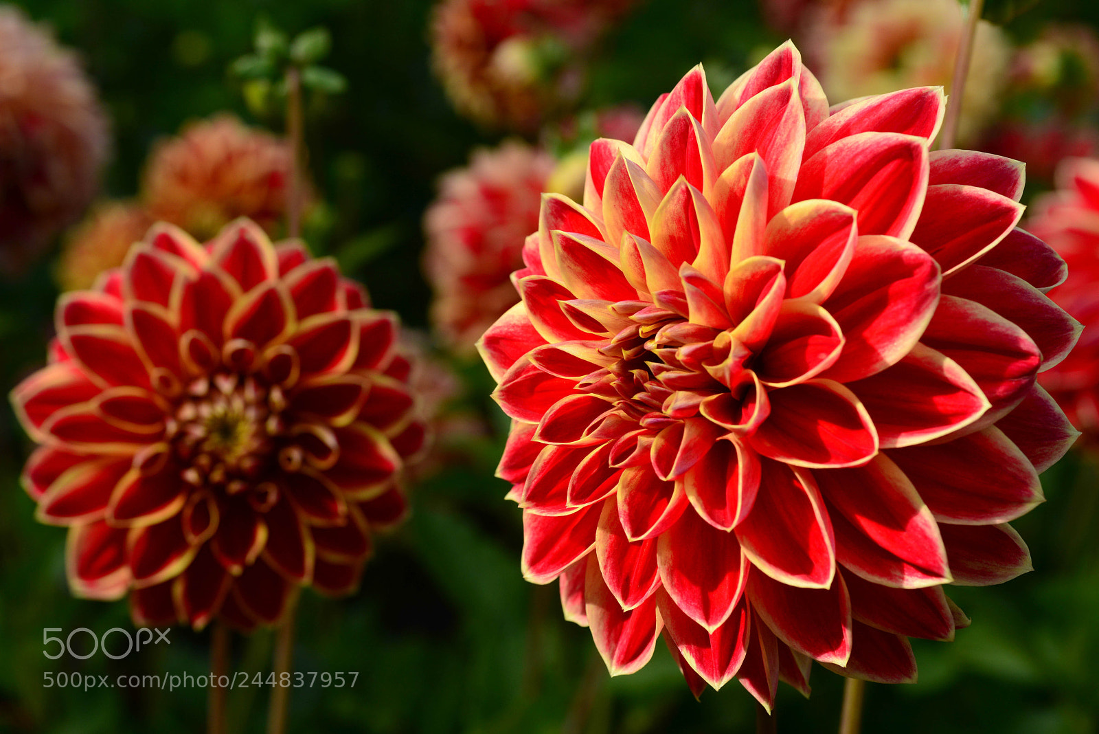 Nikon D800 sample photo. Dahlia photography