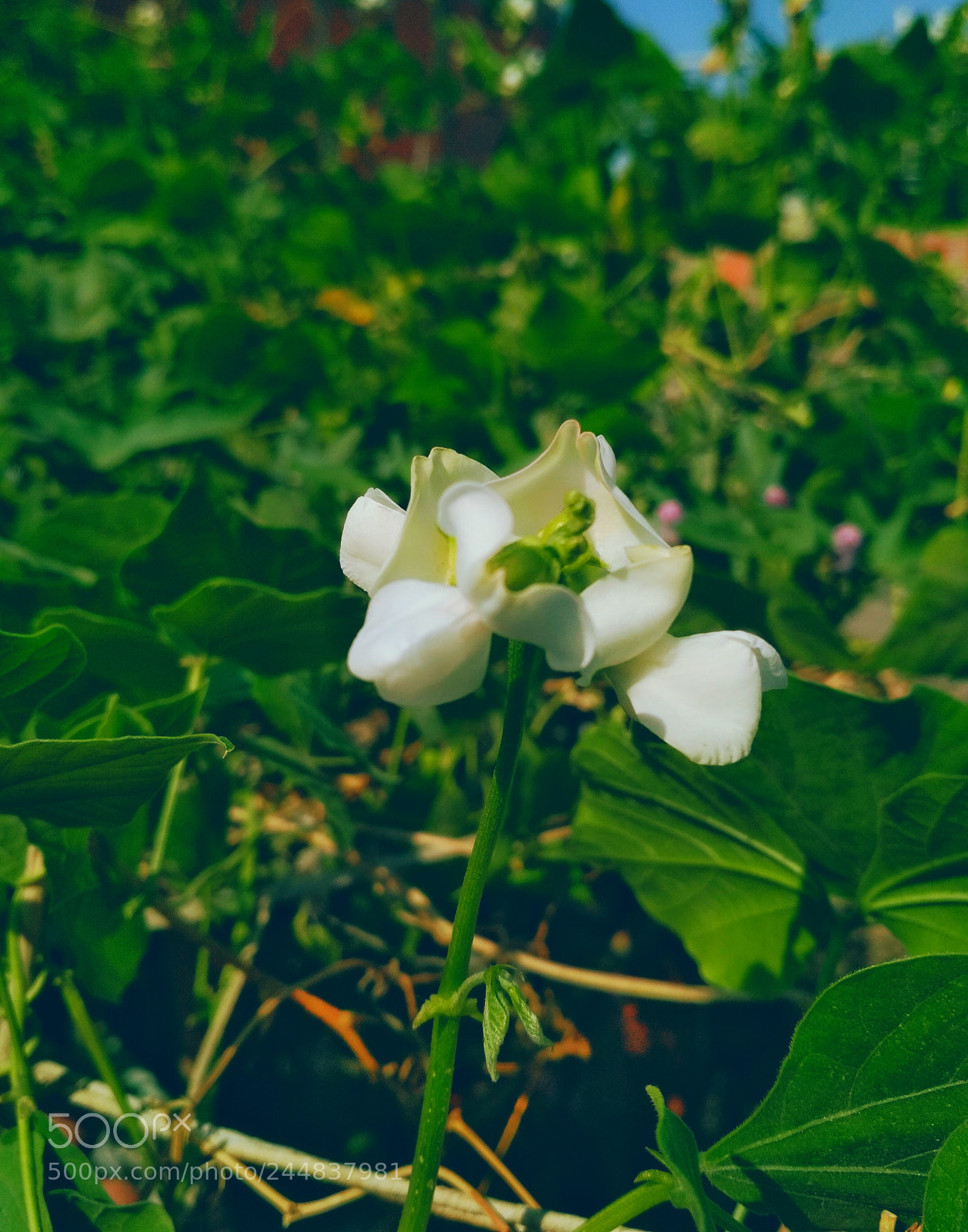 Xiaomi Redmi 4X sample photo. Untitled photography