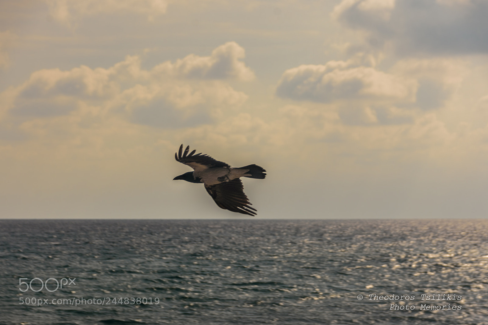 Nikon D7200 sample photo. Bird of prey photography