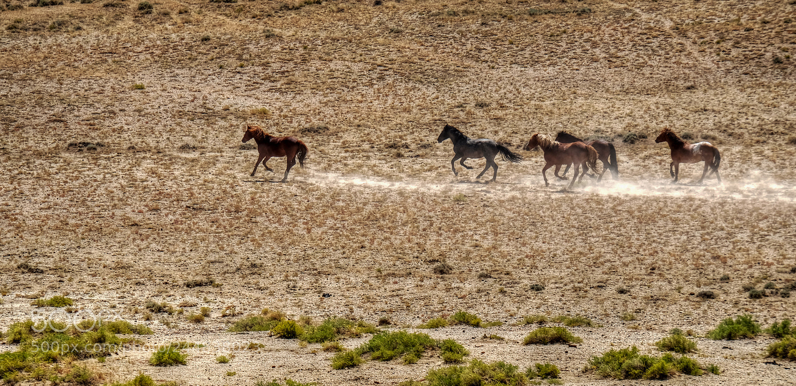 Fujifilm X-T10 sample photo. Wild herd shys away photography