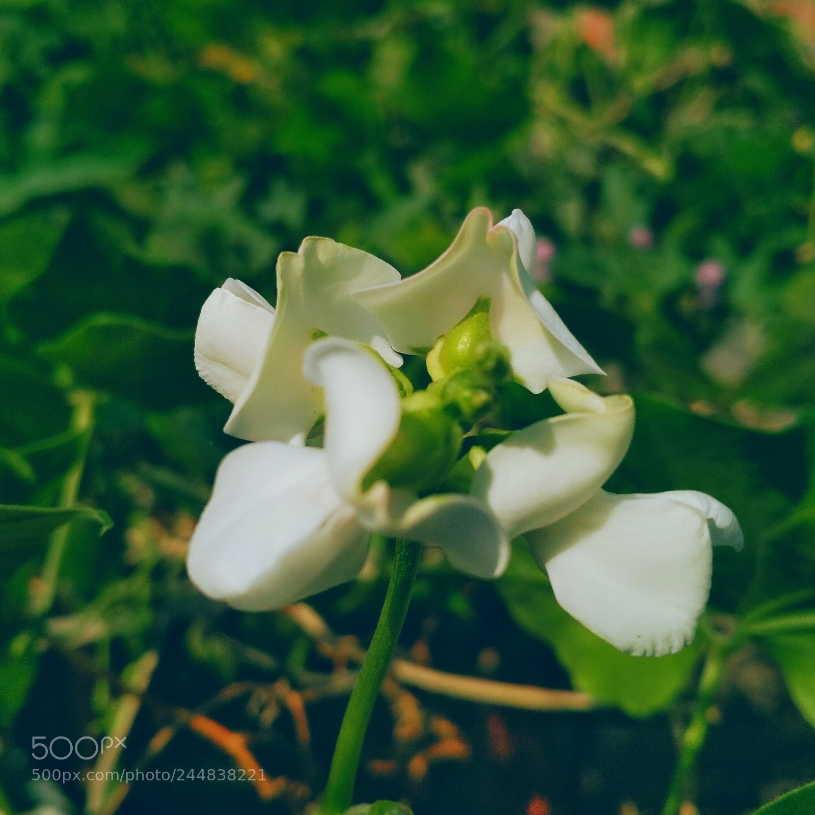 Xiaomi Redmi 4X sample photo. Untitled photography