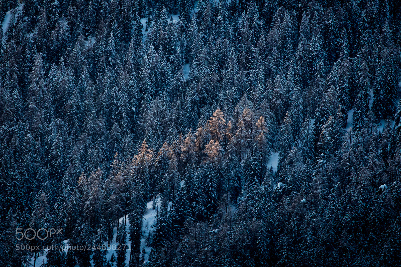 Canon EOS 760D (EOS Rebel T6s / EOS 8000D) sample photo. Glwing winterforest photography