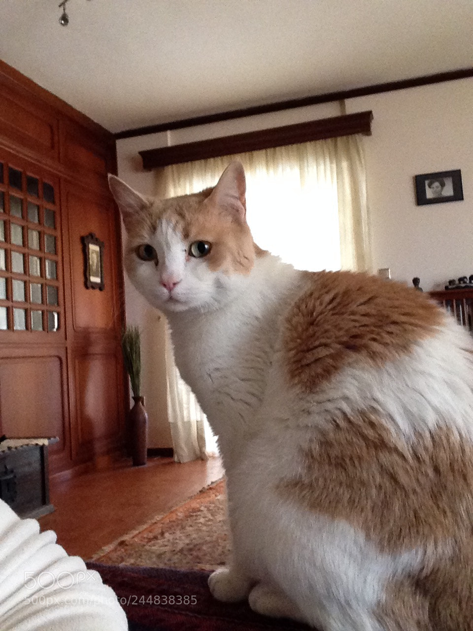 Apple iPad sample photo. A friendly ginger cat photography