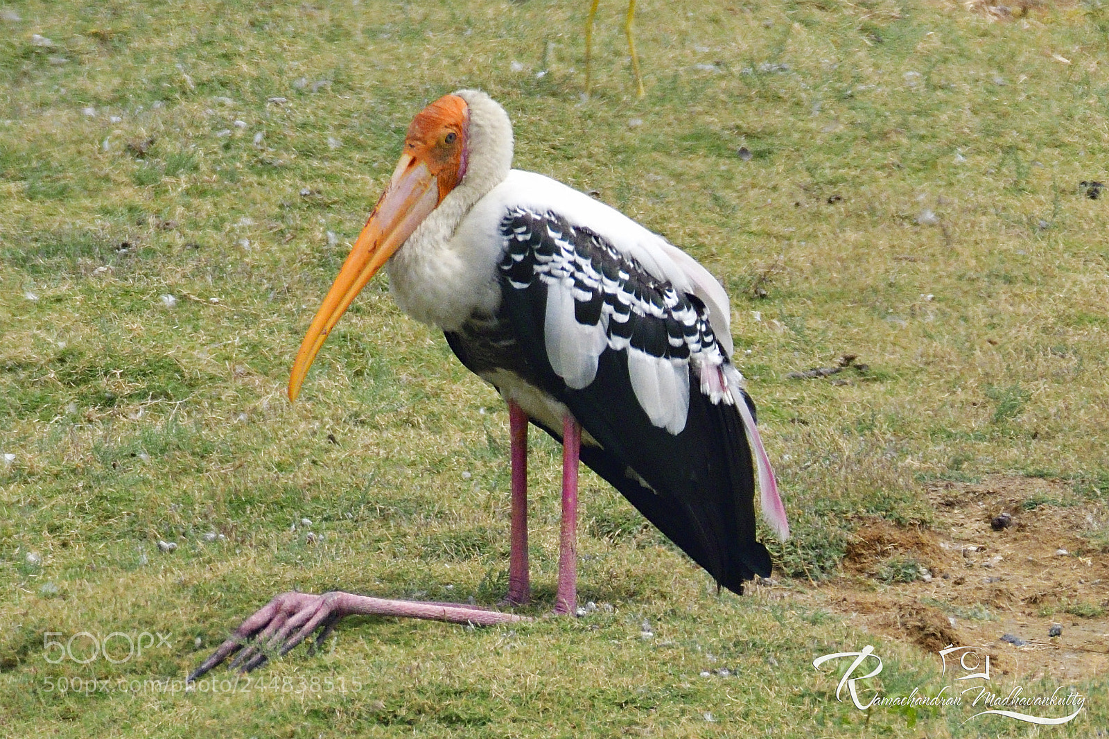 Nikon D500 sample photo. Painted stork - sitting photography