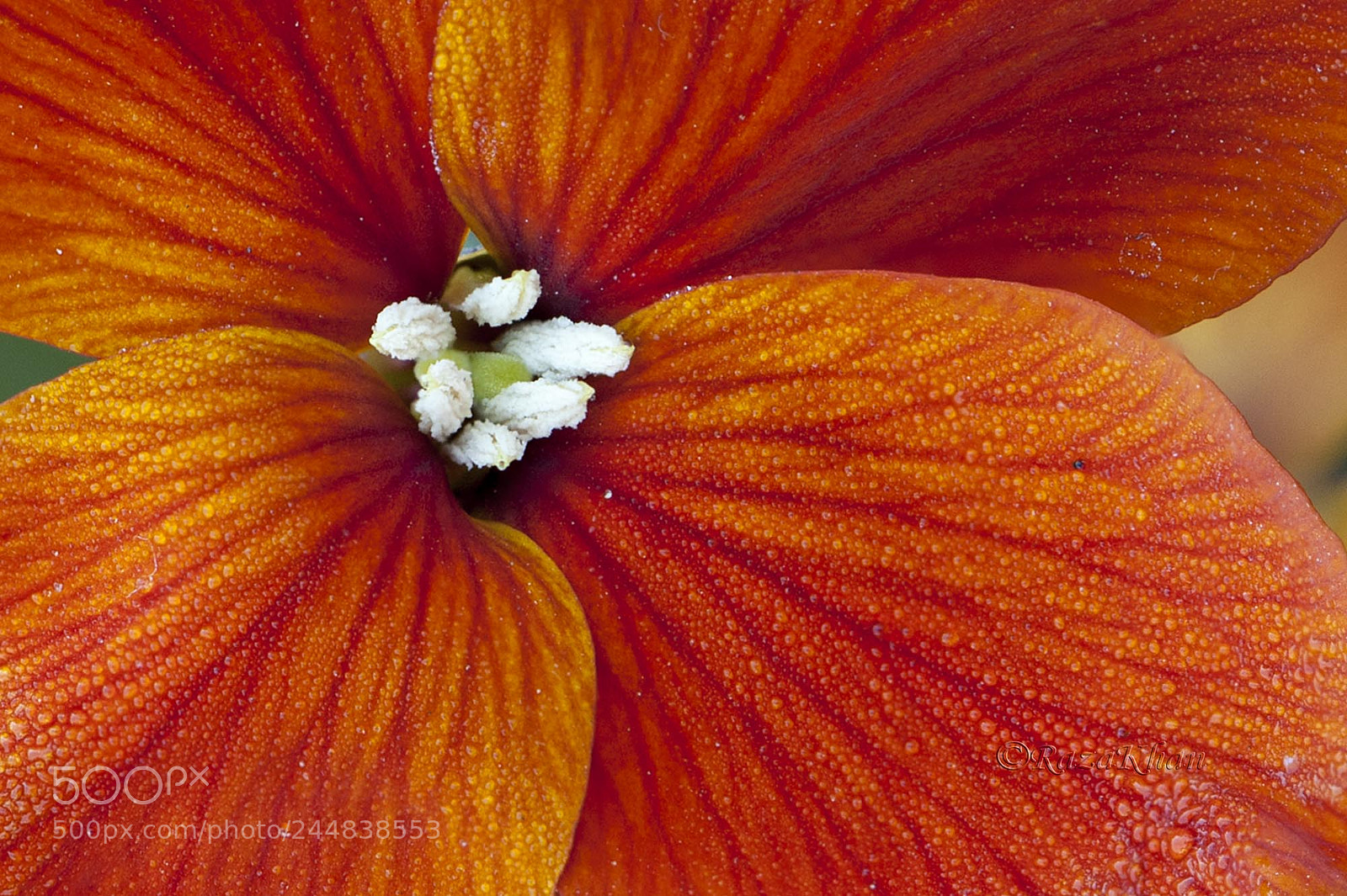 Nikon D700 sample photo. Petals photography