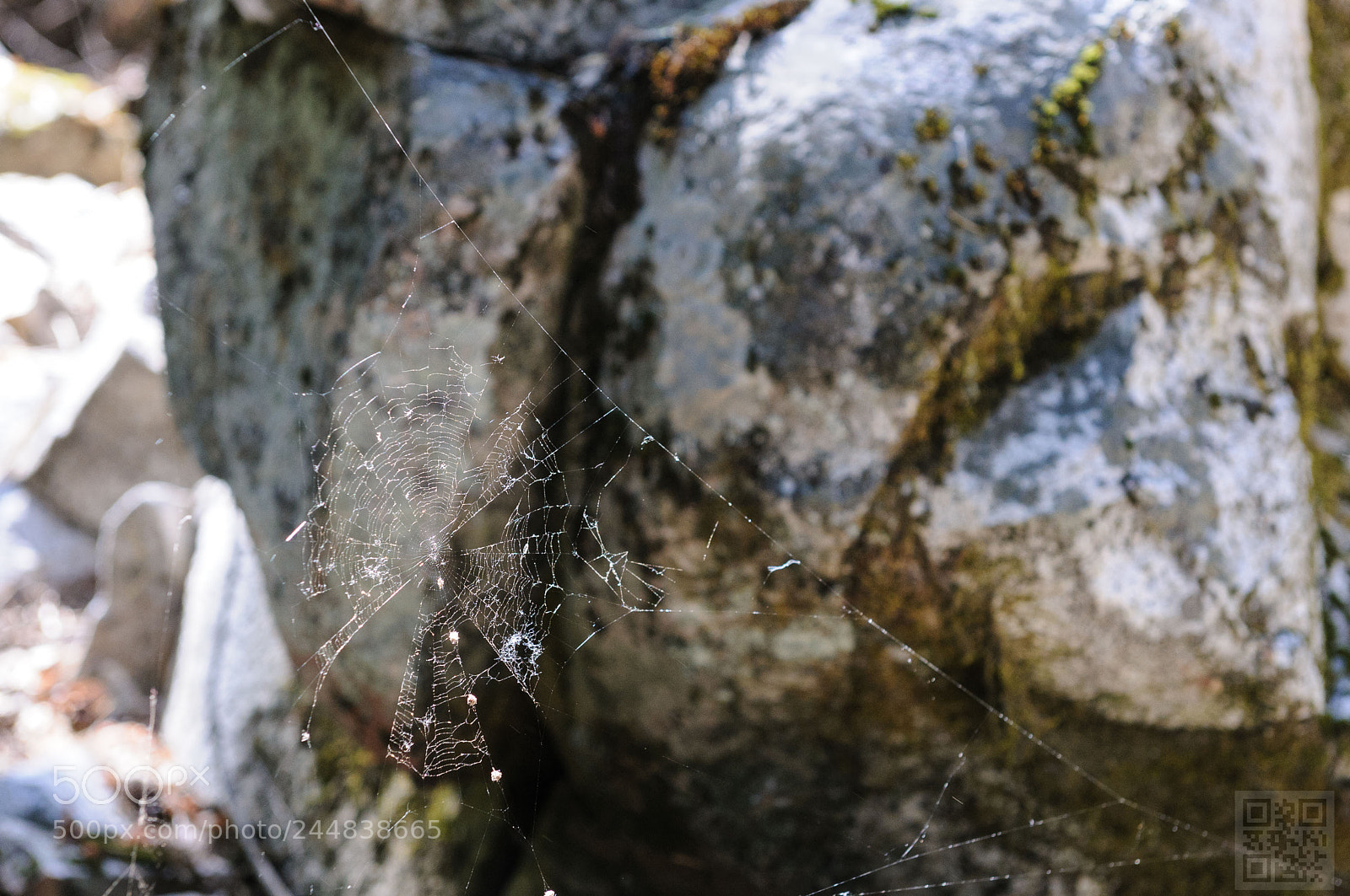 Nikon D300S sample photo. Spider web photography