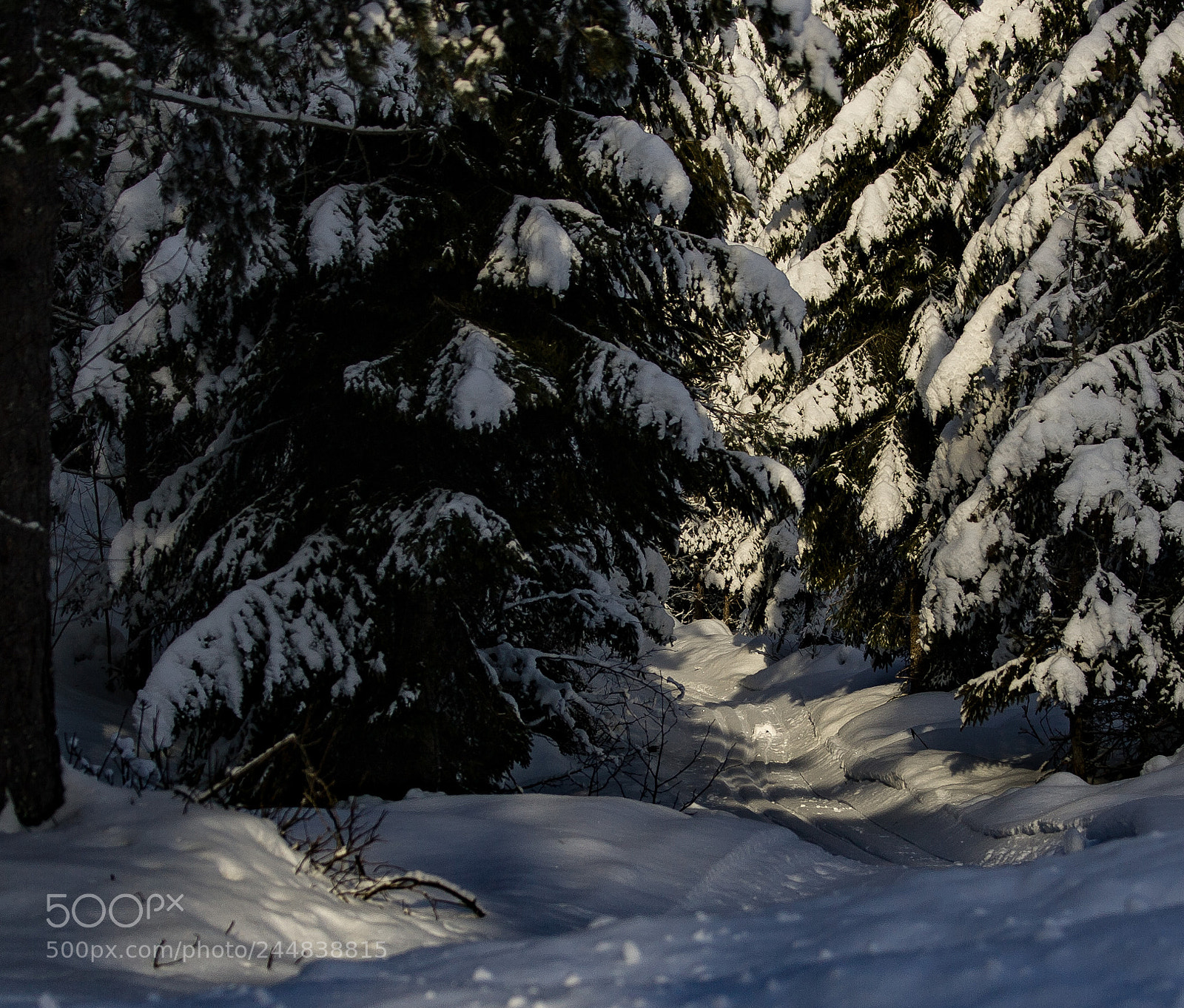 Canon EOS-1D Mark II sample photo. Manmade trail to winterheaven photography