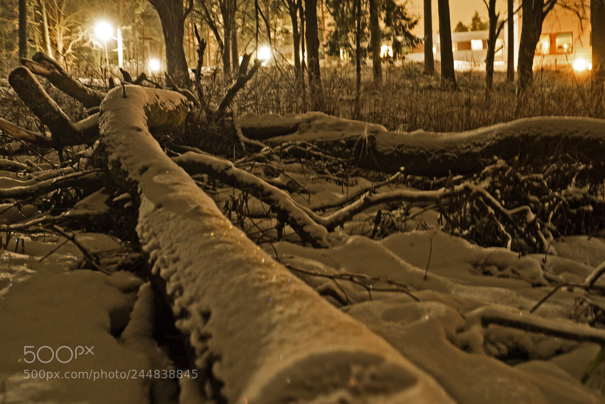 Sony a7S sample photo. Logs photography