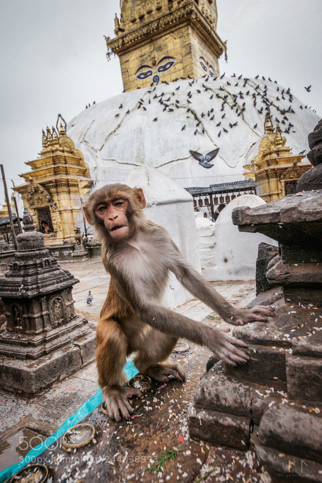 Sony Alpha DSLR-A900 sample photo. Monkey in monastery area photography