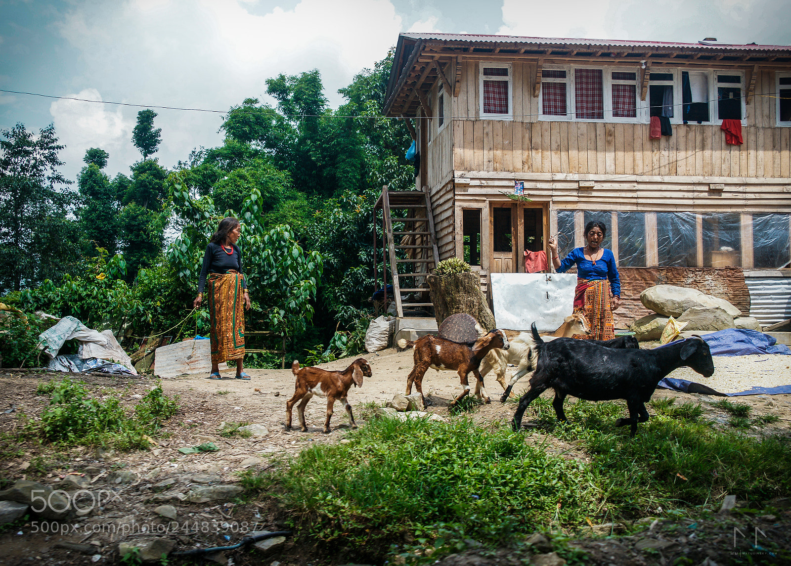 Sony Alpha DSLR-A900 sample photo. Grazing goats in the photography