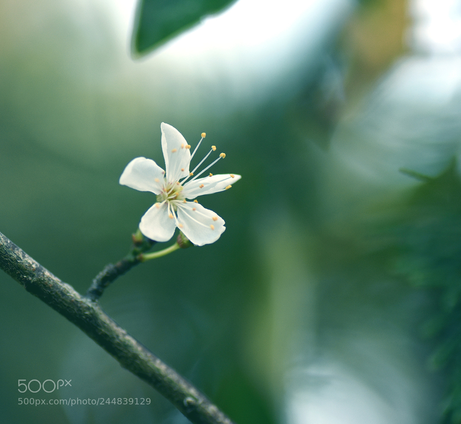 Nikon D7200 sample photo. Bourgeon photography