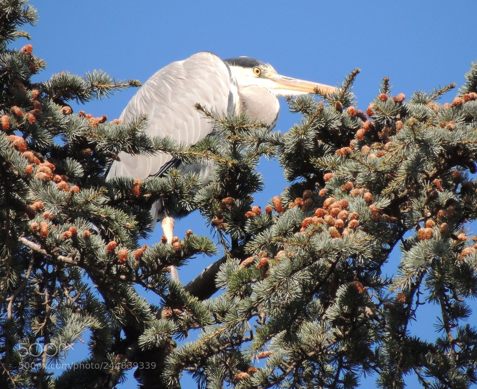 Nikon Coolpix P510 sample photo. The nest photography
