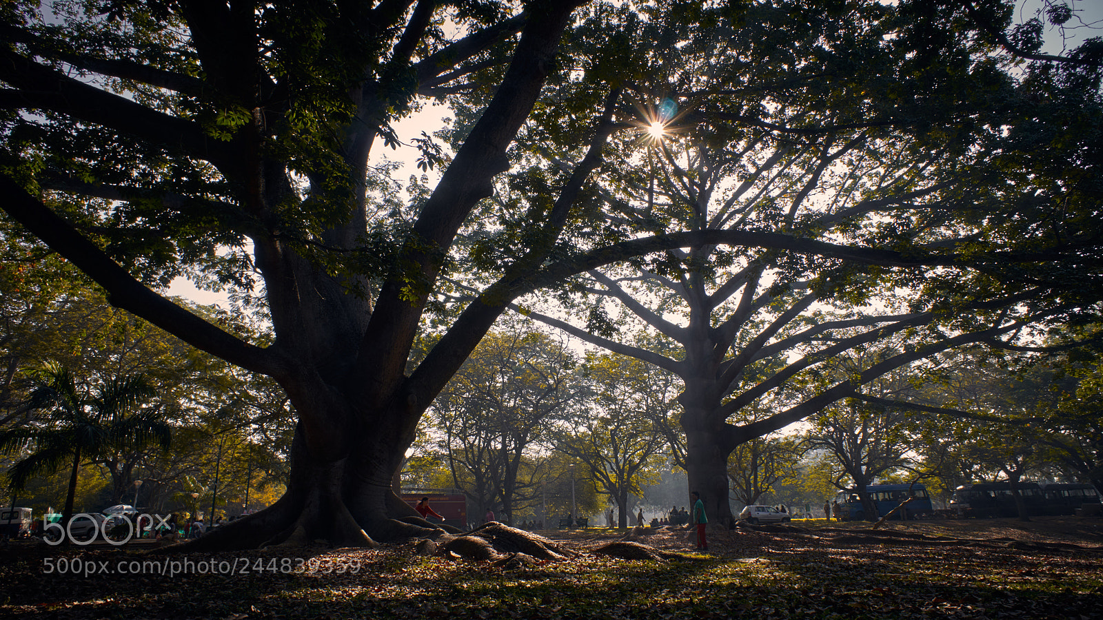 Sony a6500 sample photo. Sunrise in the park photography