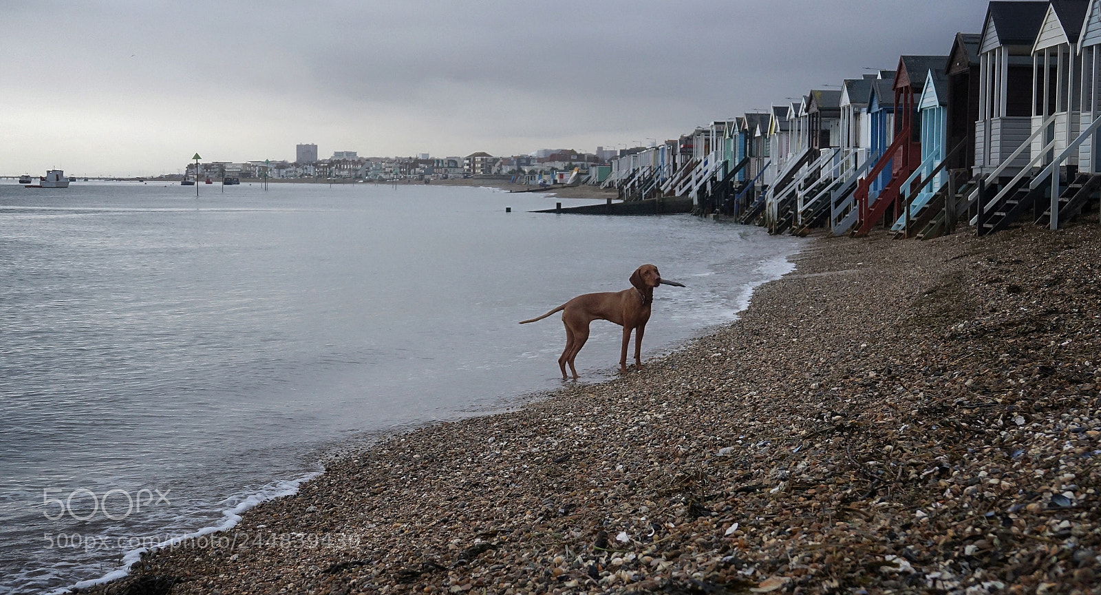 Sony Cyber-shot DSC-RX10 III sample photo. A dog in the photography