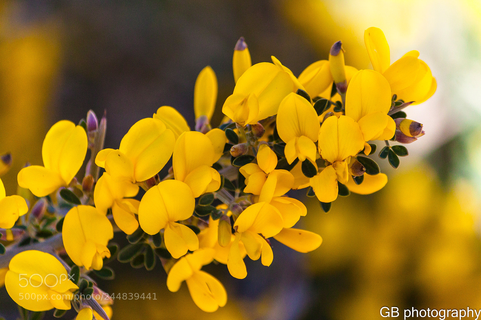 Canon EOS 500D (EOS Rebel T1i / EOS Kiss X3) sample photo. Yellow flowers photography
