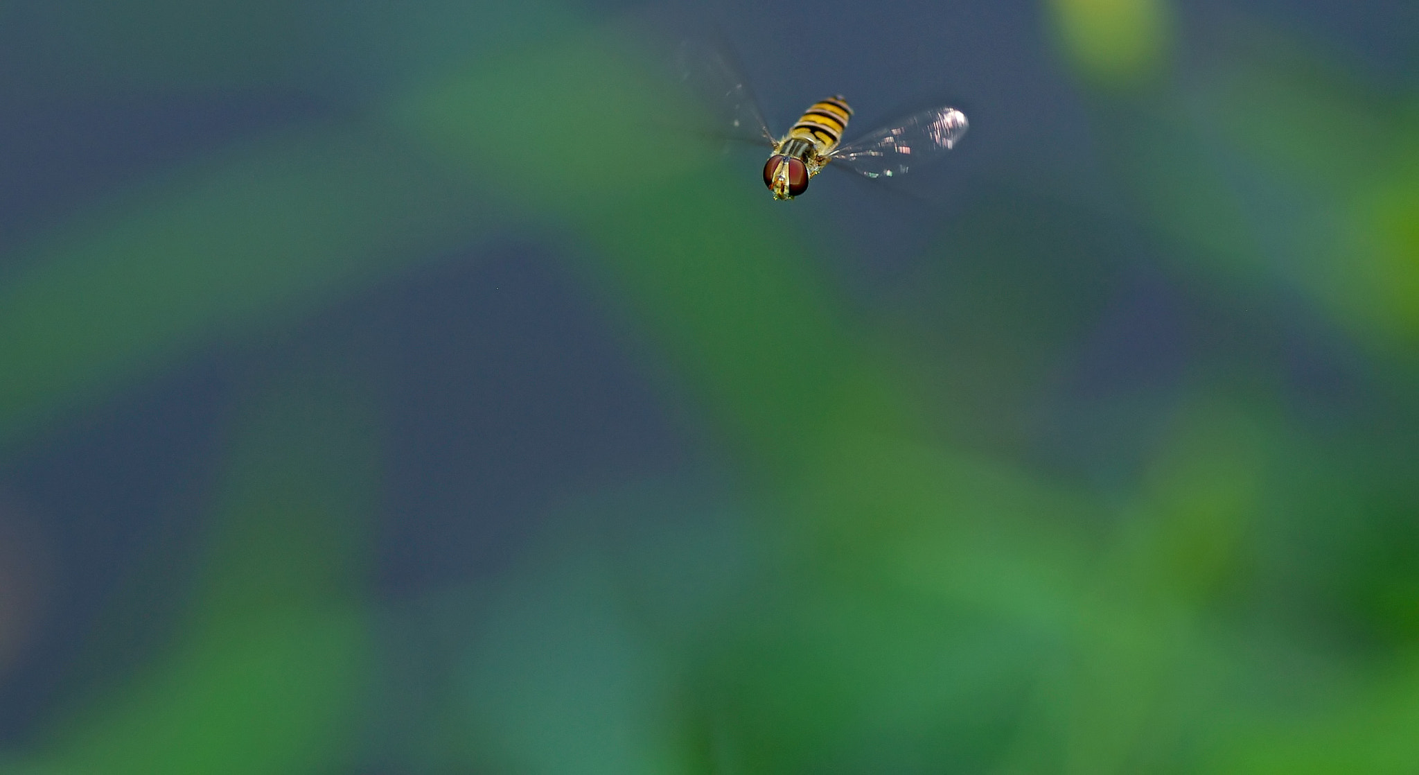 Pentax K10D + Tamron SP AF 90mm F2.8 Di Macro sample photo. Macro photography
