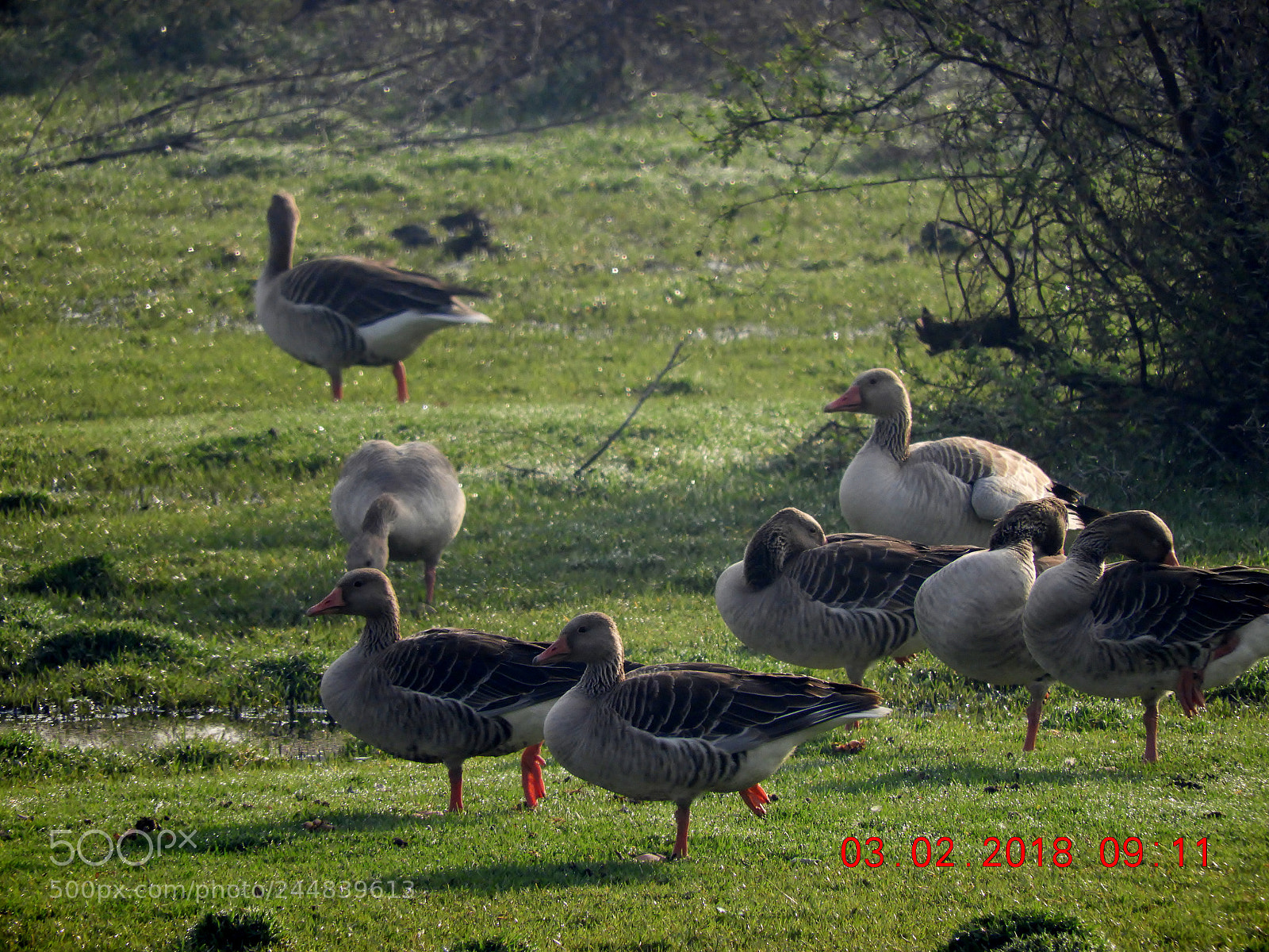 Nikon Coolpix B700 sample photo. Greylag goose photography