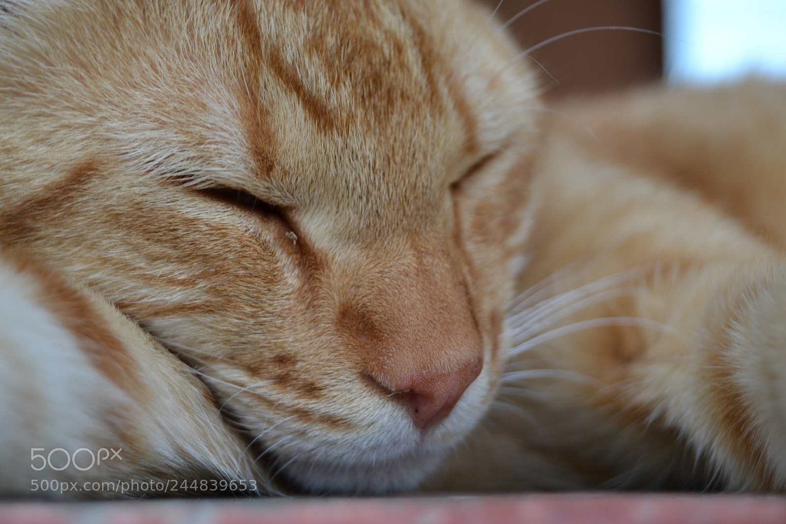 Nikon D3100 sample photo. Sleepy cat photography