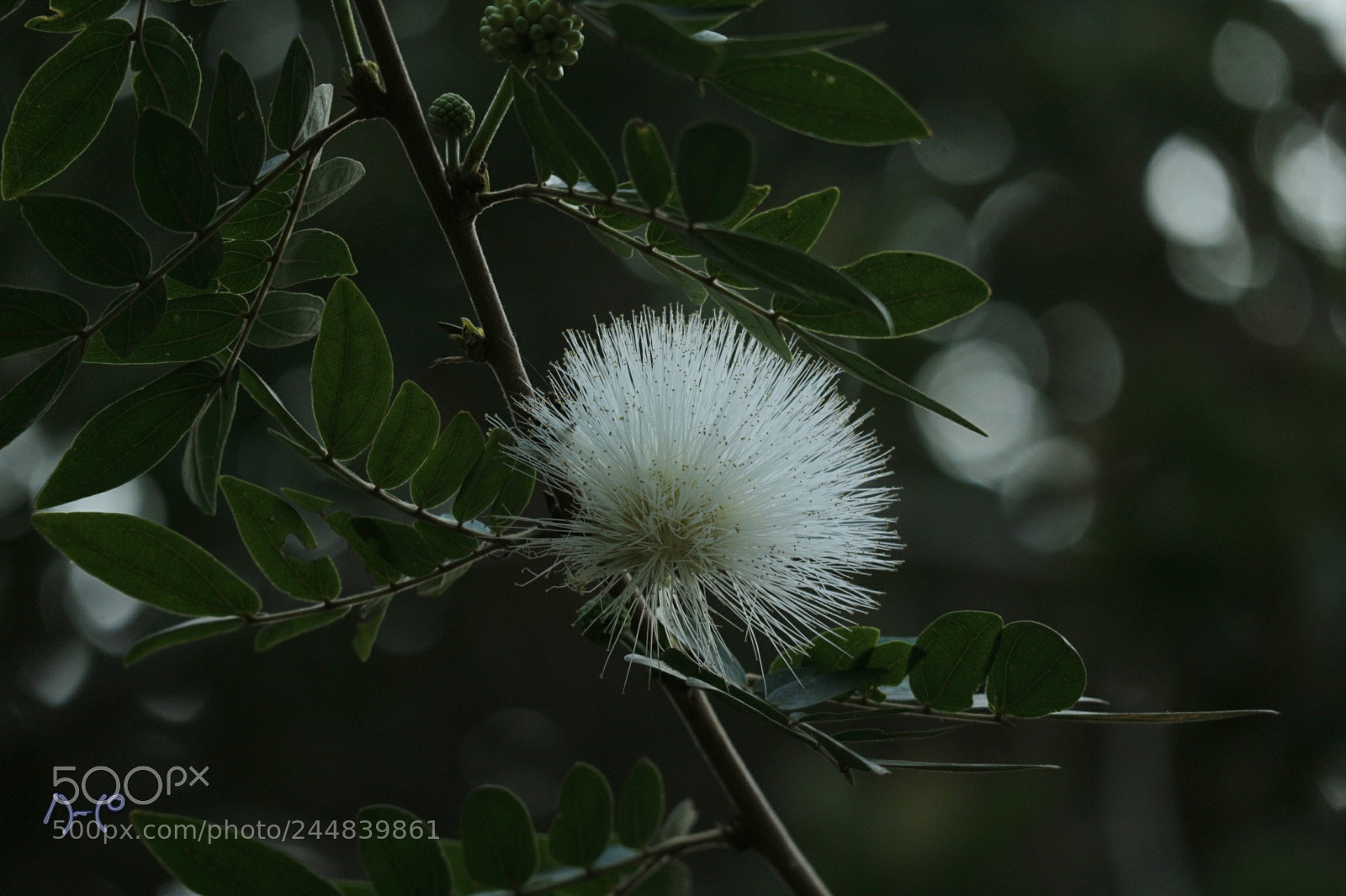 Canon EOS M10 sample photo. Flower photography