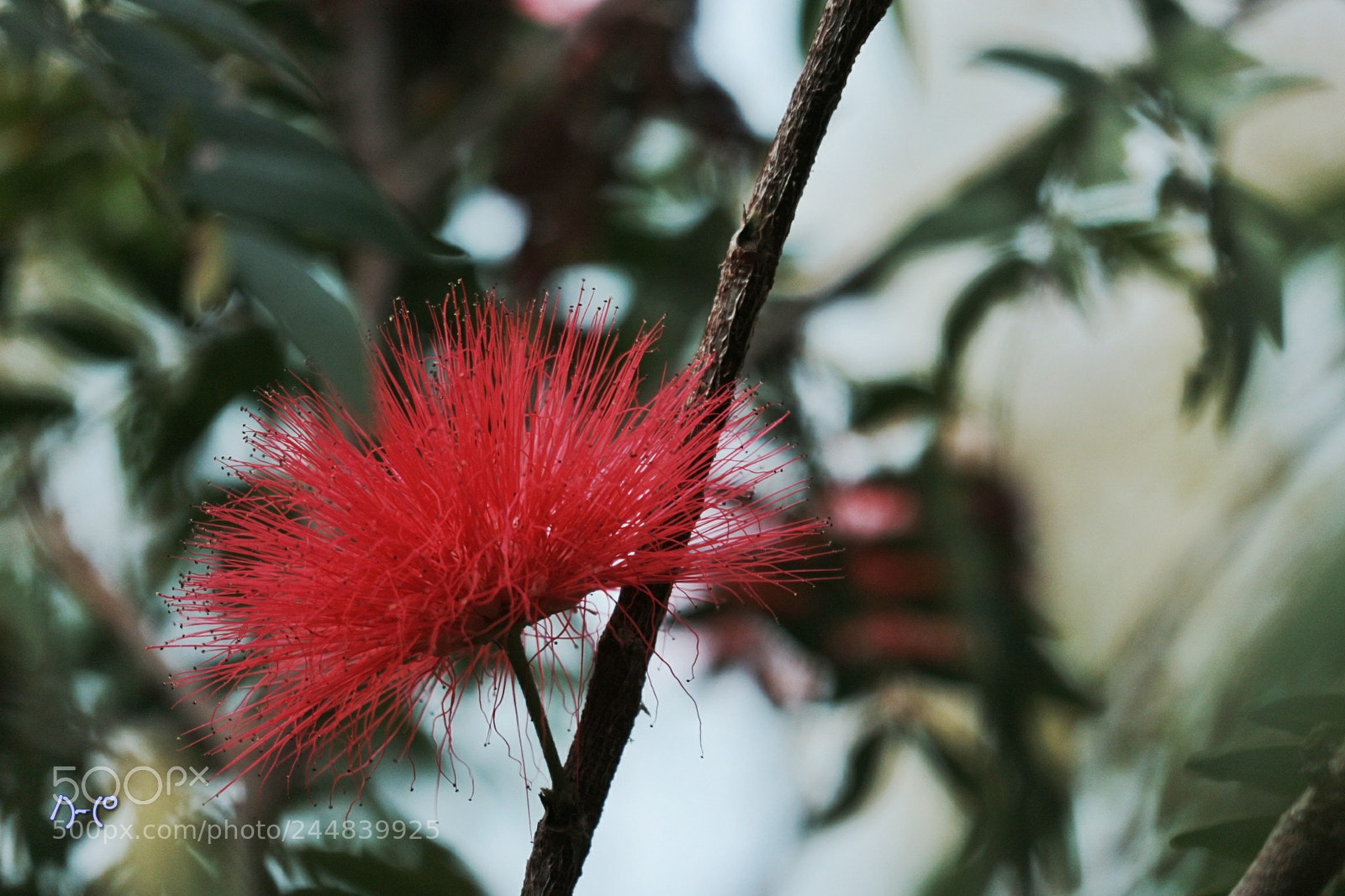 Canon EOS M10 sample photo. Flower photography