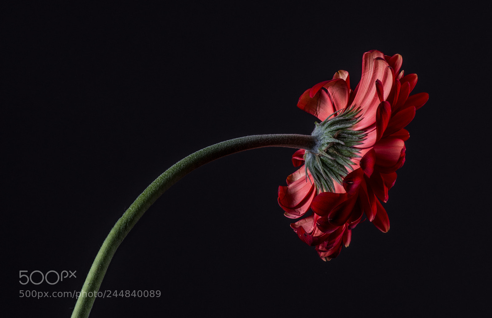 Nikon D7200 sample photo. Gerbera photography