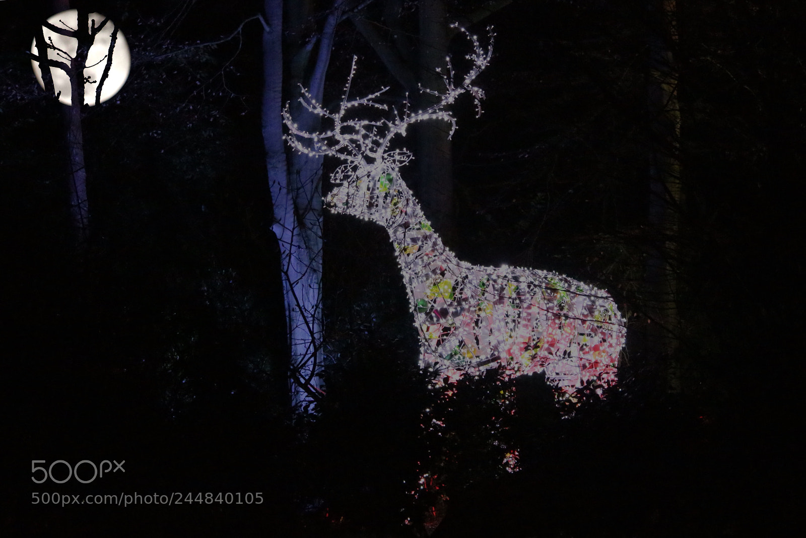 Canon EOS 650D (EOS Rebel T4i / EOS Kiss X6i) sample photo. Stag and the super photography