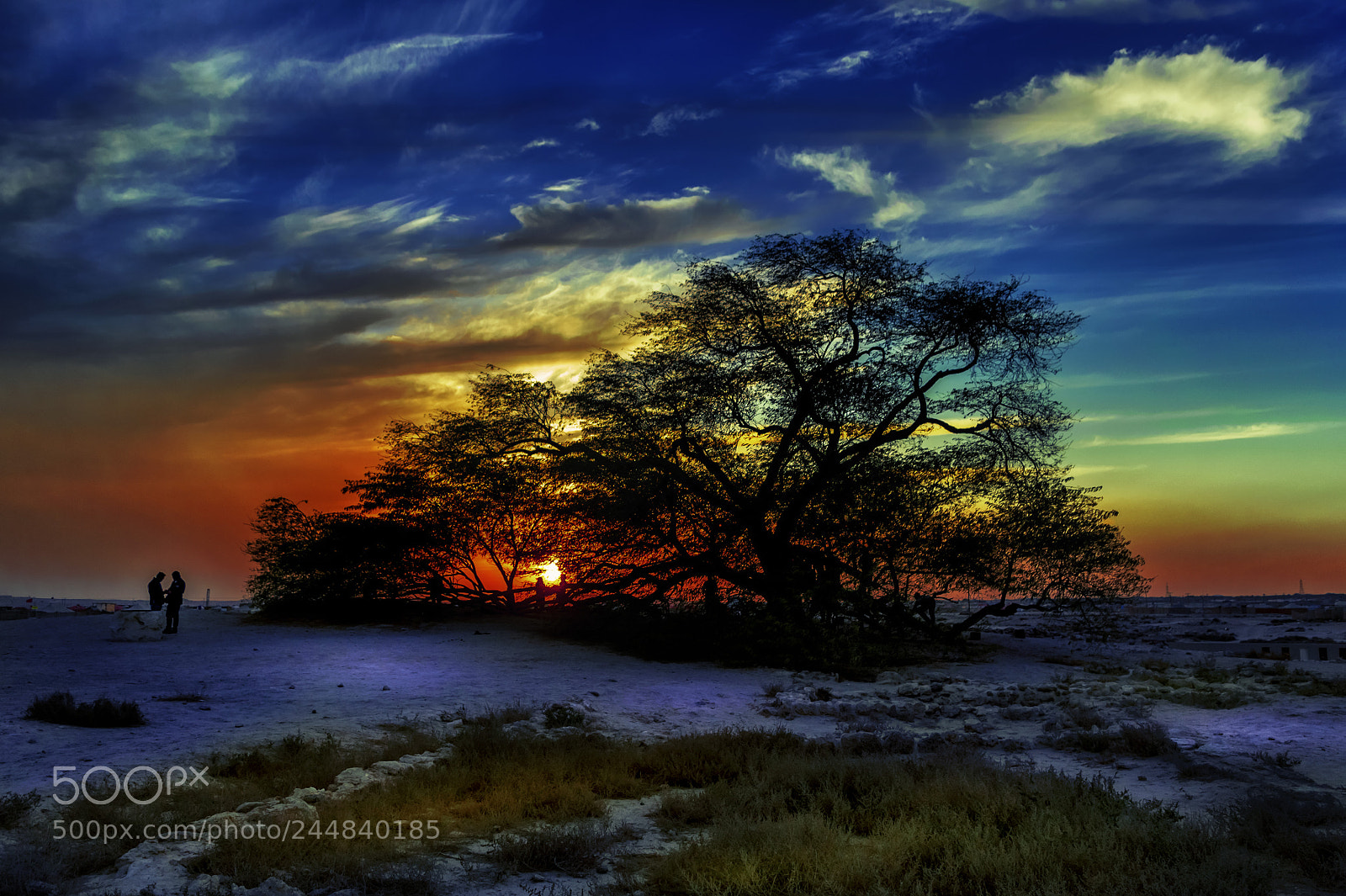 Nikon D3100 sample photo. Closing a deal tree photography