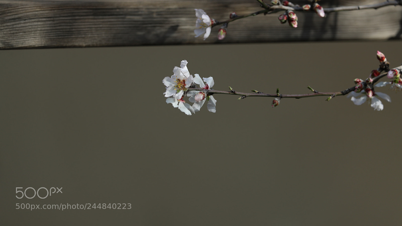 Canon EOS-1D X Mark II sample photo. Untitled photography