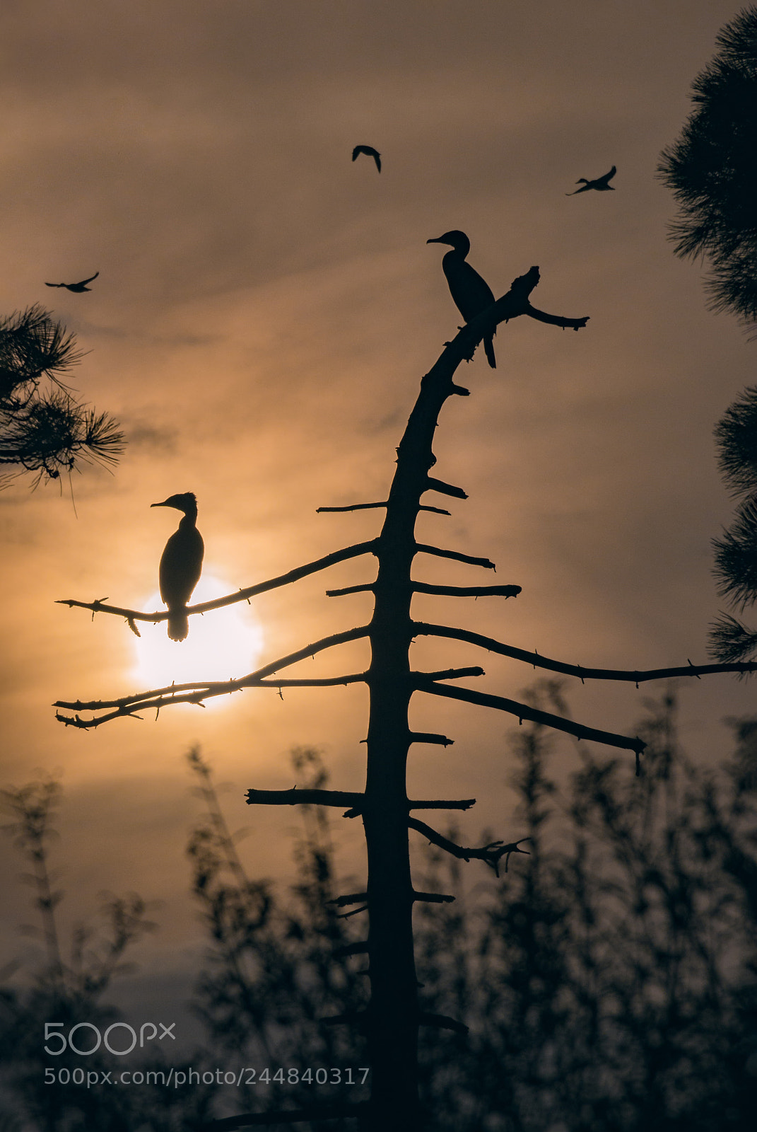 Nikon D610 sample photo. Silhouette of two little photography