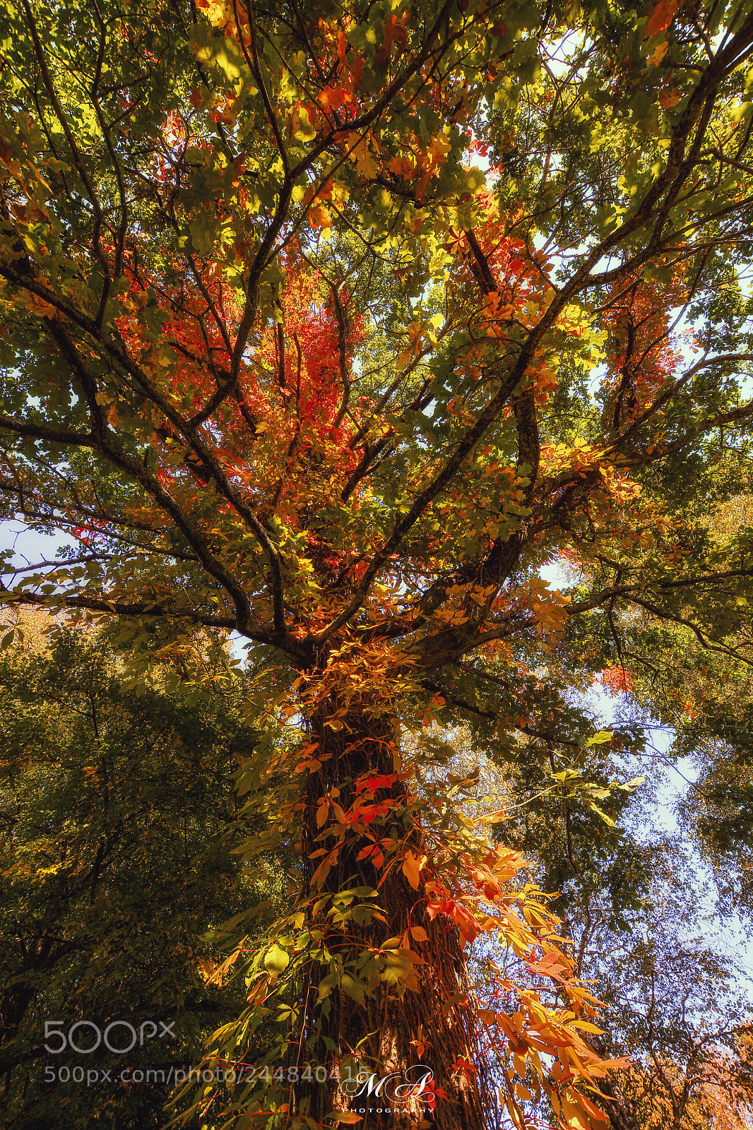 Nikon D7100 sample photo. Untitled photography