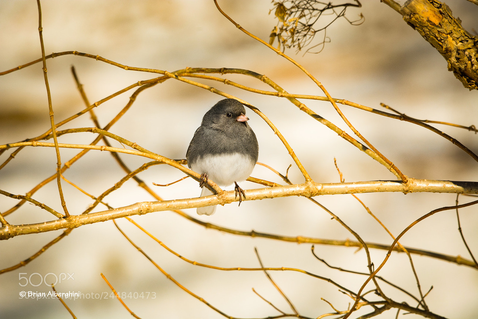 Nikon D7100 sample photo. Adorably coy? photography