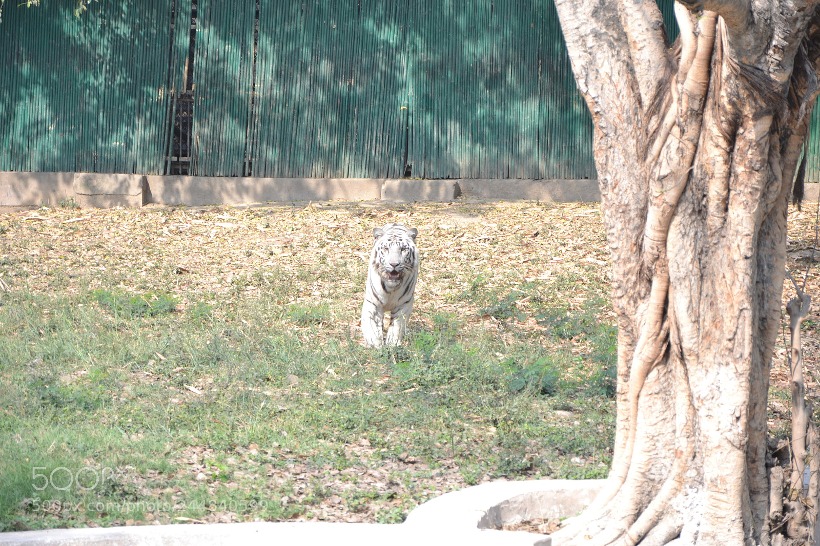 Nikon D3100 sample photo. Rare white tiger photography