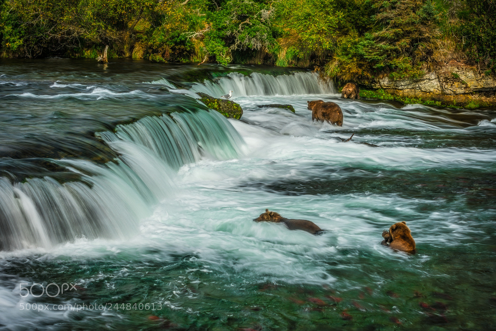Sony a7R II sample photo. Grizzly convention photography