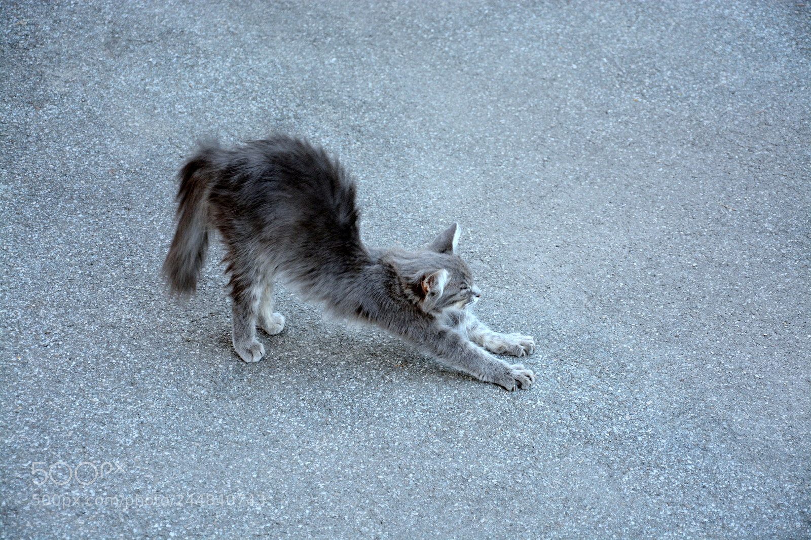 Nikon D7100 sample photo. Cute kitten streching photography