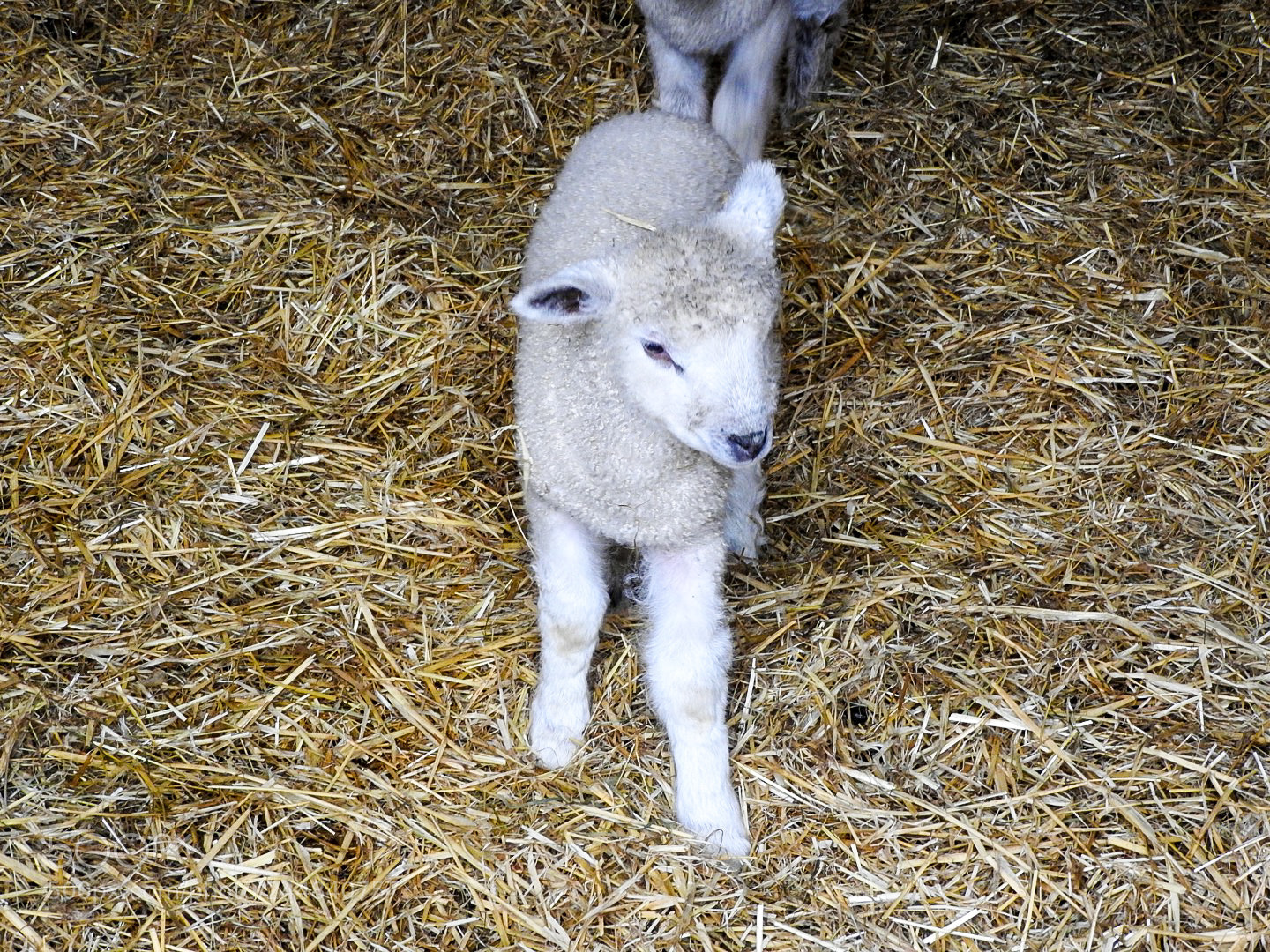 Nikon Coolpix P610 sample photo. Early lambs photography