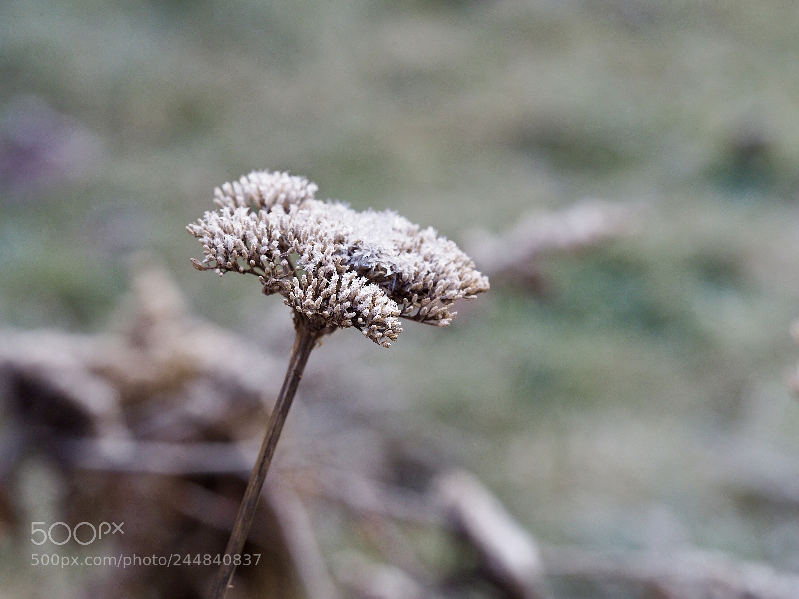 Olympus OM-D E-M10 II sample photo. Frost covered photography