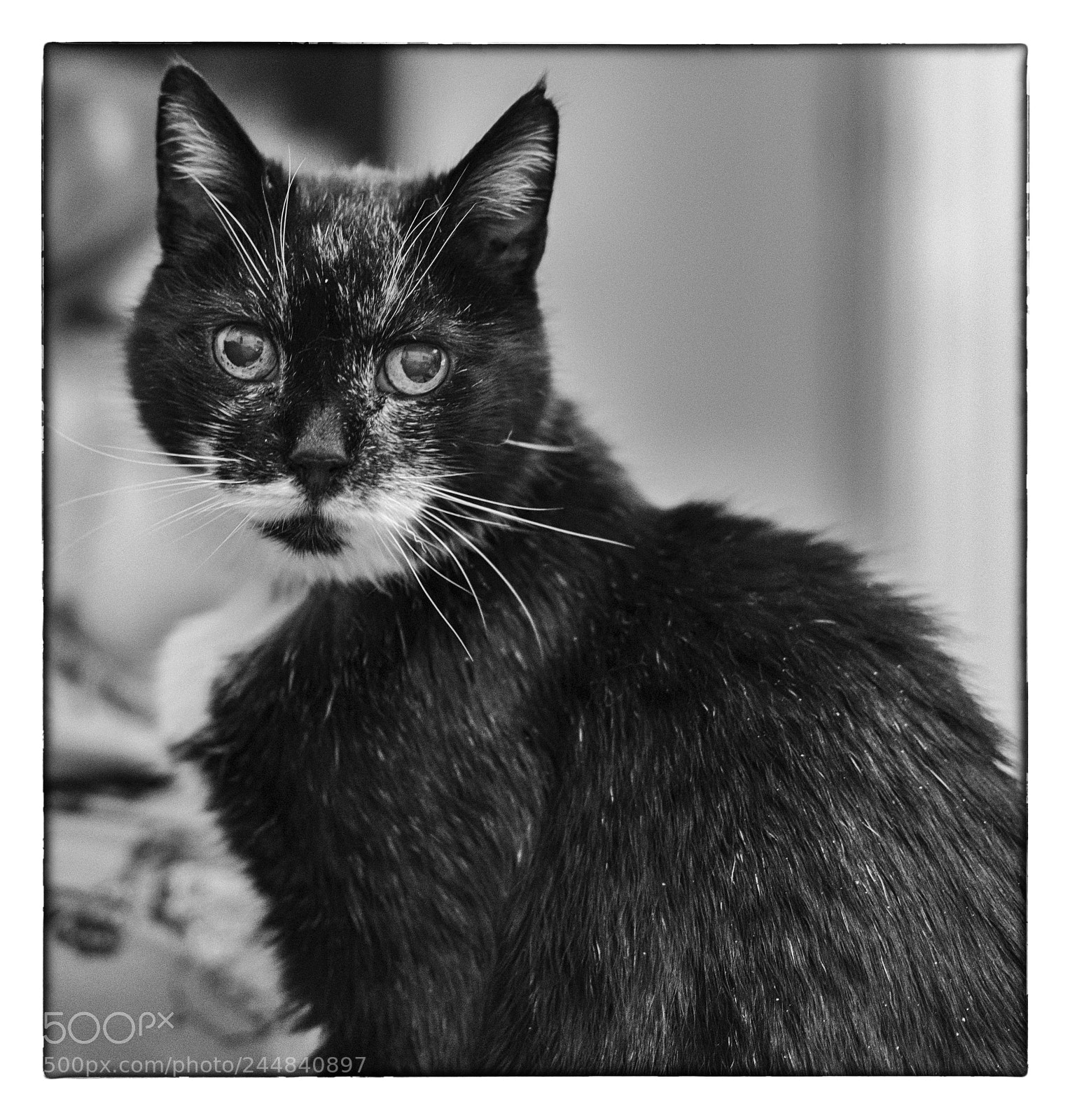 Sony a7R III sample photo. My sully, he is photography