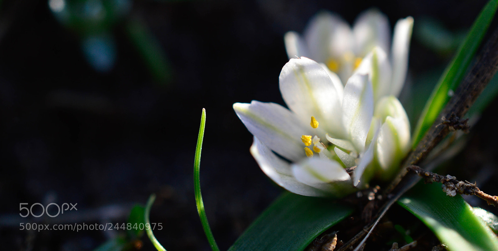 Nikon D3200 sample photo. Ail petit moly photography