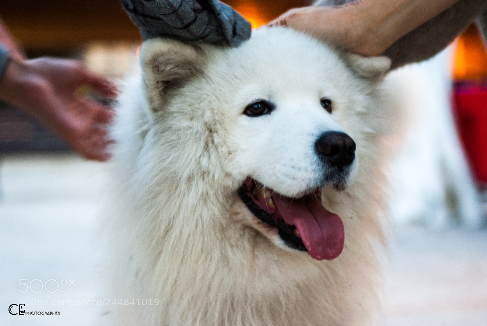 Sony Alpha DSLR-A200 sample photo. White cuddles photography