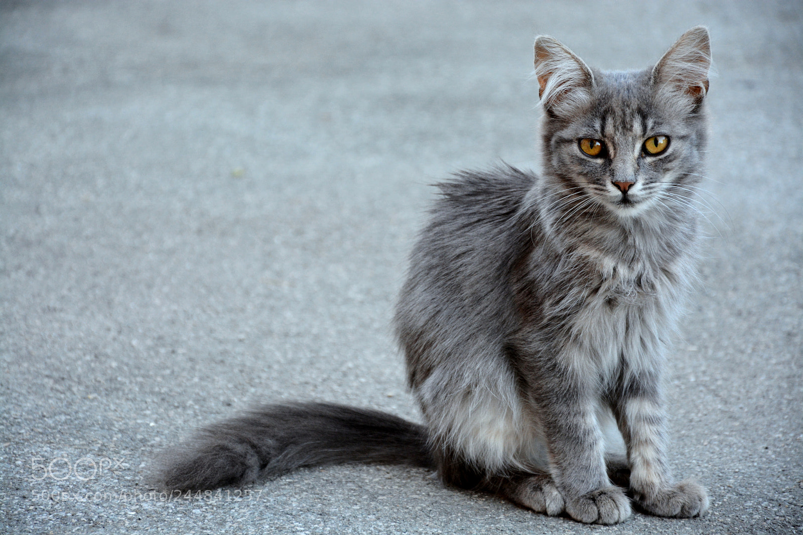 Nikon D7100 sample photo. Furry gray kitten pretty photography