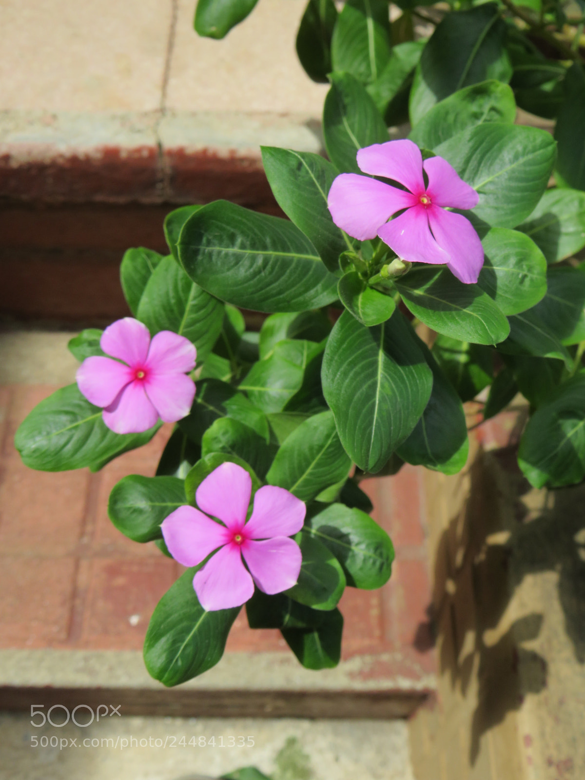Canon PowerShot SX540 HS sample photo. Catharanthus roseus aka chavelita photography