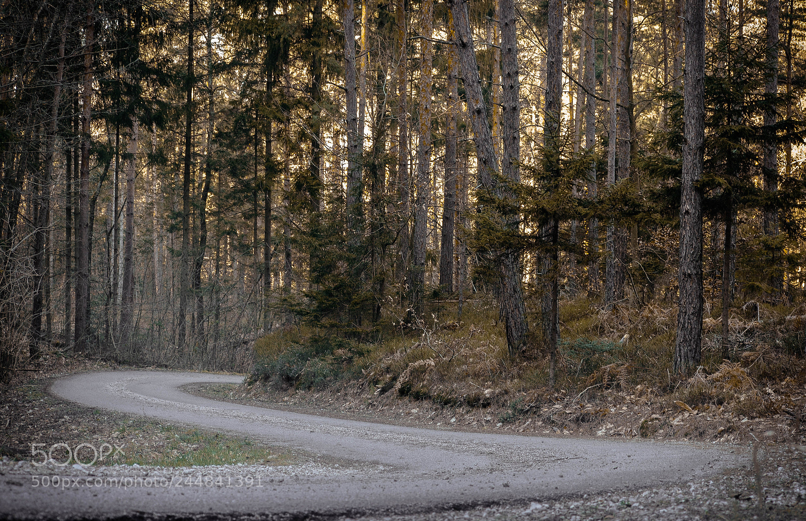 Nikon D5100 sample photo. Forest road photography