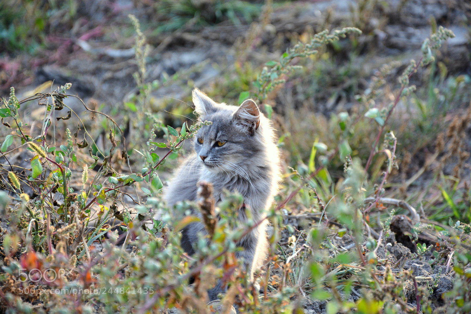 Nikon D7100 sample photo. Kitten in the grass photography