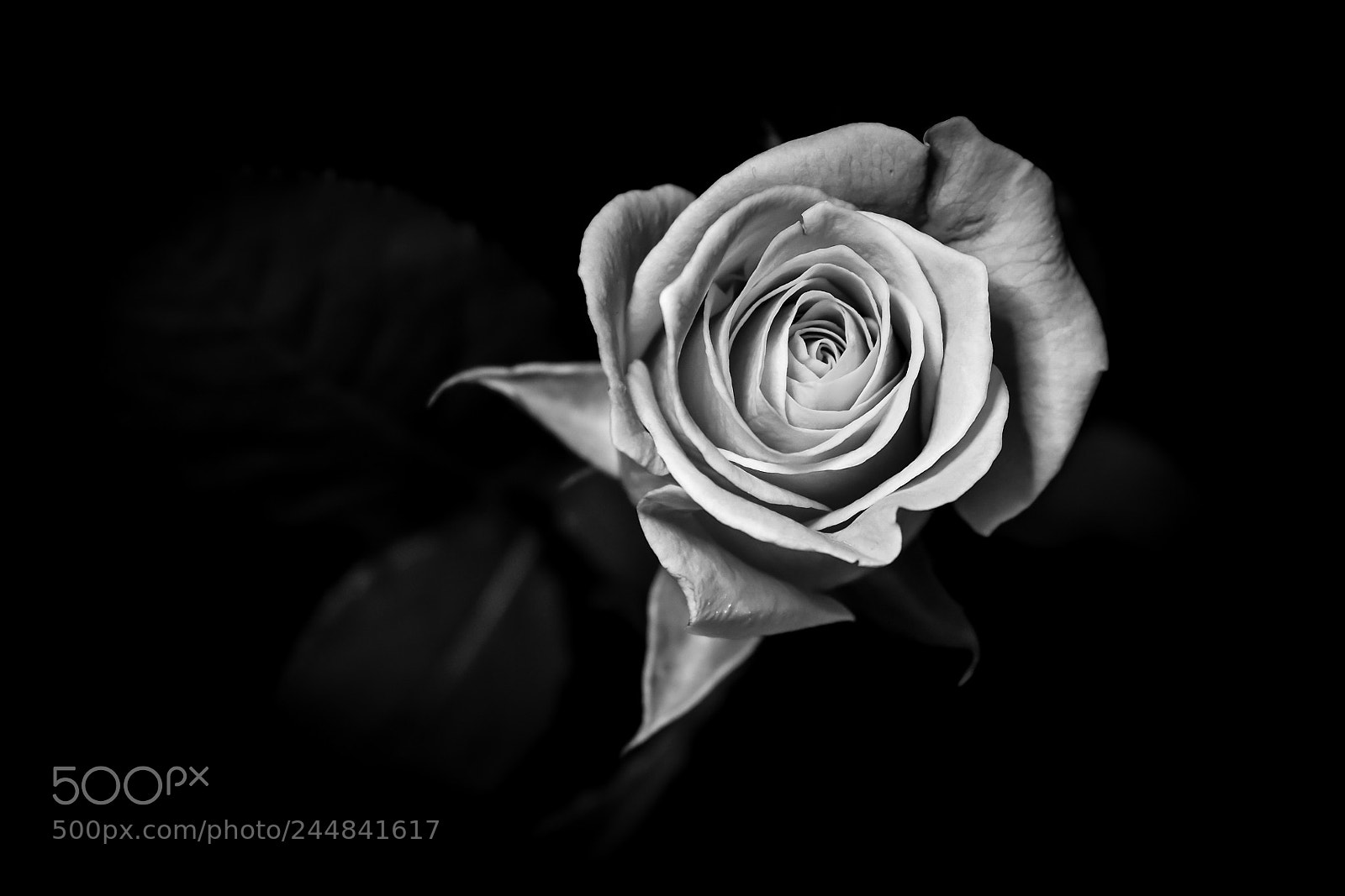 Nikon D5600 sample photo. Rose photography