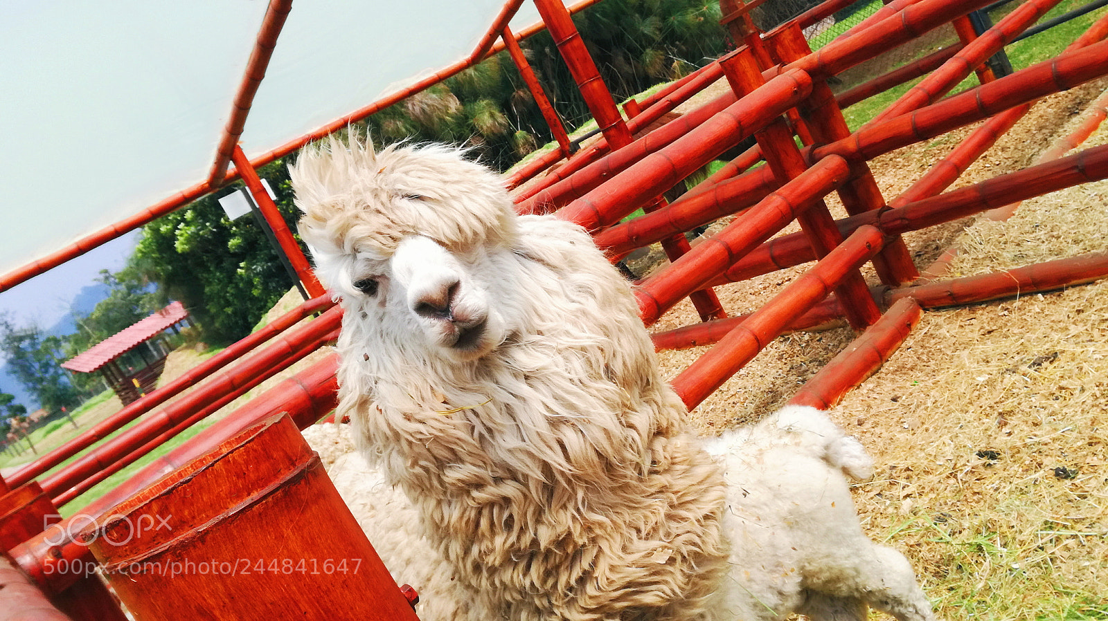HUAWEI P9 LITE sample photo. Llamas photography