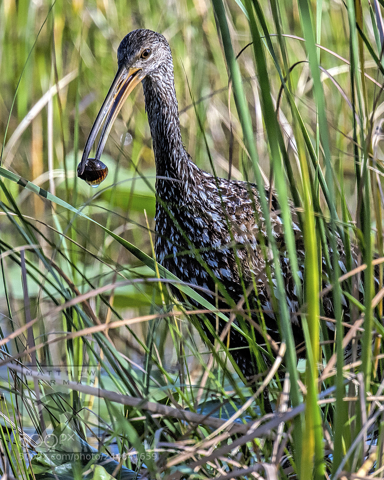 Nikon D810 sample photo. Snail iii photography