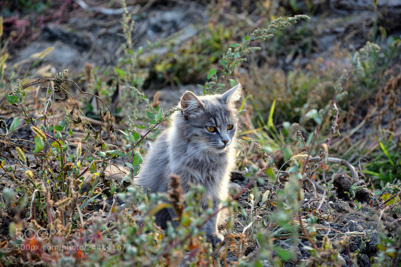 Nikon D7100 sample photo. Kitten in the grass photography