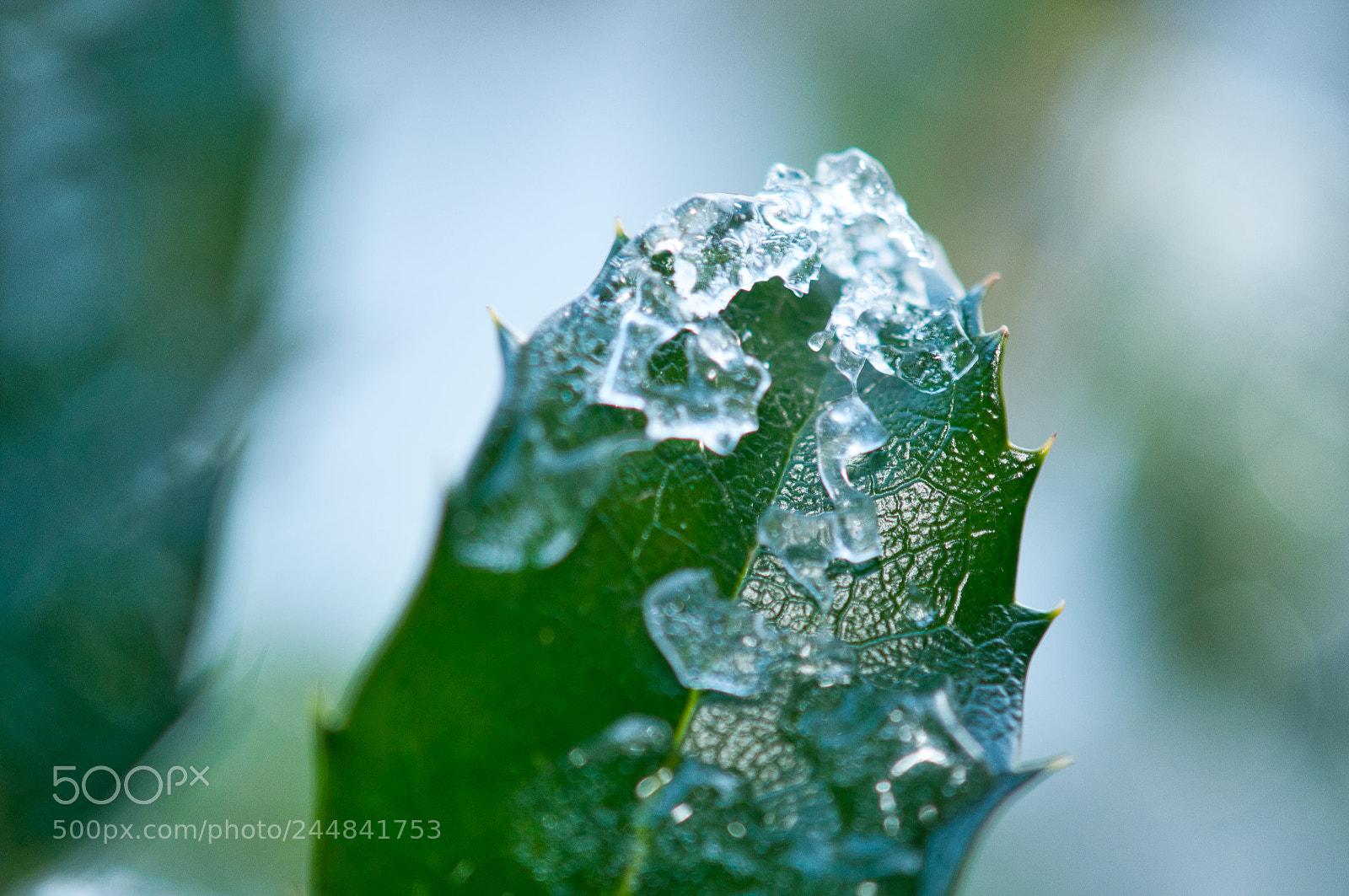 Nikon D300S sample photo. 20180202_dsc_5511_.jpeg photography