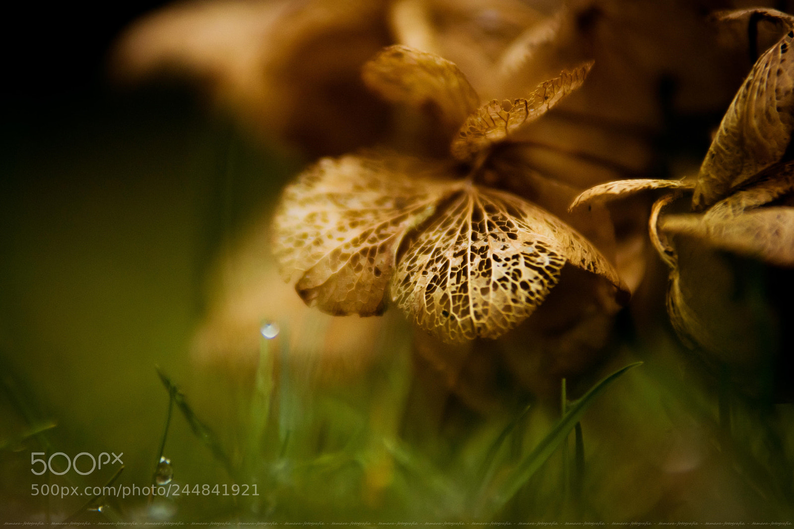 Sony ILCA-77M2 sample photo. . . . photography